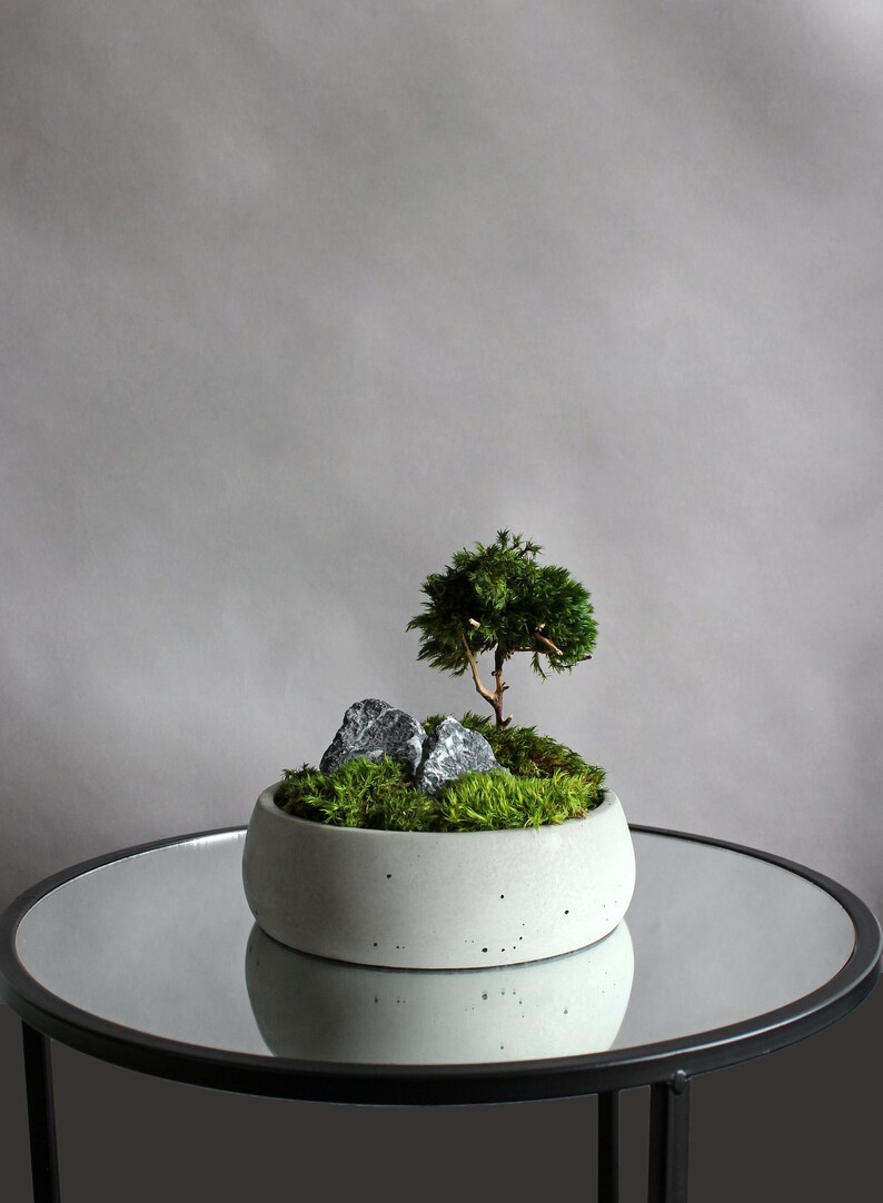 Mini bonsai zen garden in a handcrafted gray concrete planter, showcasing a natural root bonsai tree, preserved mood moss, and decorative dark stones.