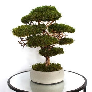 Preserved moss bonsai tree made from natural flat moss in a medium green shade, arranged on natural roots in a handmade white concrete pot filled with preserved moss.