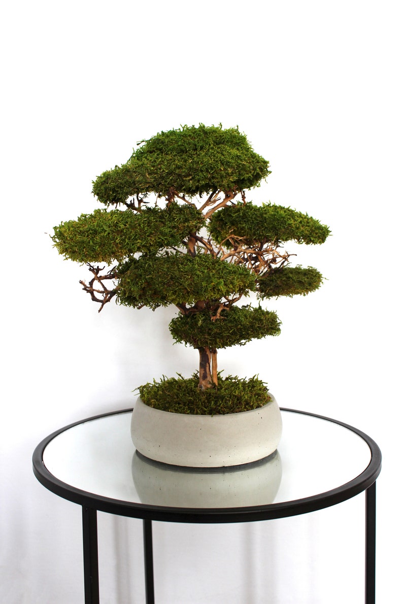 Preserved moss bonsai tree made from natural flat moss in a medium green shade, arranged on natural roots in a handmade white concrete pot filled with preserved moss.
