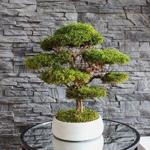 Preserved moss bonsai tree made from natural flat moss in a medium green shade, arranged on natural roots in a handmade white concrete pot filled with preserved moss.
