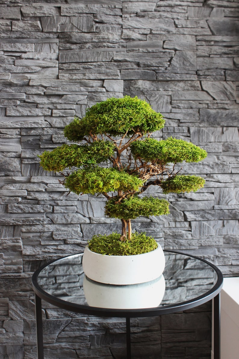 Preserved moss bonsai tree made from natural flat moss in a medium green shade, arranged on natural roots in a handmade white concrete pot filled with preserved moss.