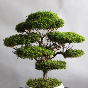 Preserved moss bonsai tree made from natural flat moss in a medium green shade, arranged on natural roots in a handmade white concrete pot filled with preserved moss.