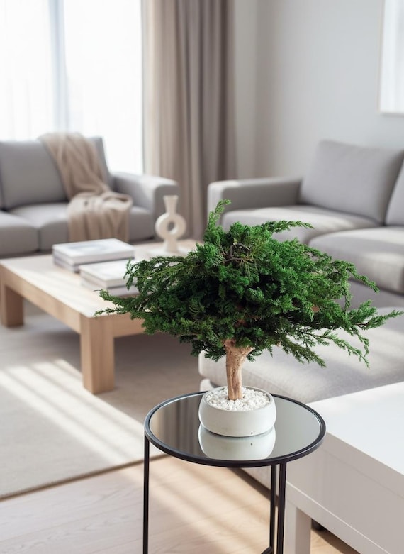 Preserved Juniper Bonsai, Bonsai Home Decor for Living Room, Indoor Plant  Decor, Minimalist Calm Decor, Aesthetic Decor, Entryway Decor - Etsy