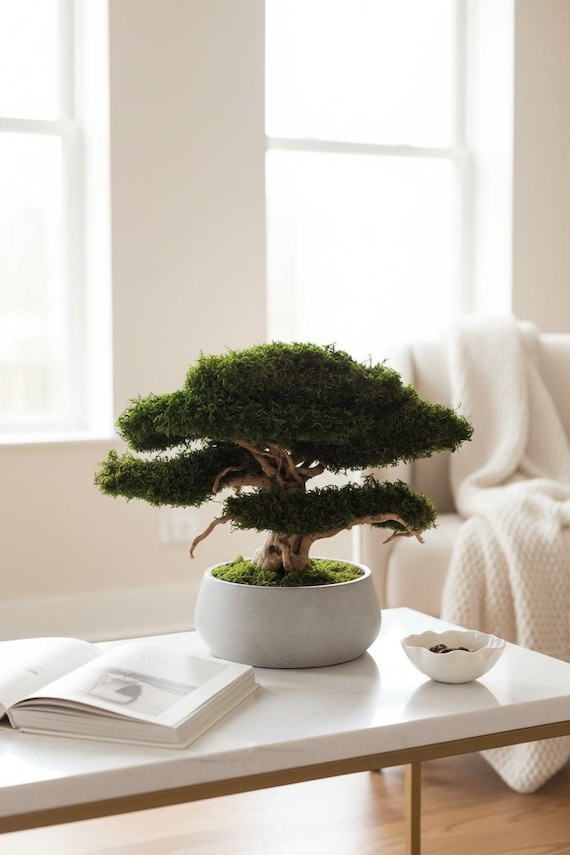 Large Bonsai Tree Decor, Driftwood Bonsai With Preserved Moss, Living Room  Decor, Modern Organic Decor, Entryway Decor - Etsy Canada