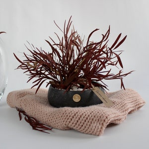 Red eucalyptus bonsai tree in concrete pot, unusual gift for mom