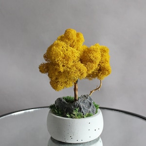 Yellow bonsai tree with stone and moss, autumn table centerpiece, fall decorations for home image 8