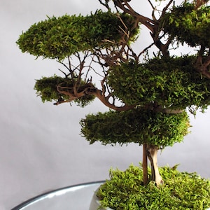 Preserved moss bonsai tree made from natural flat moss in a medium green shade, arranged on natural roots in a handmade white concrete pot filled with preserved moss.