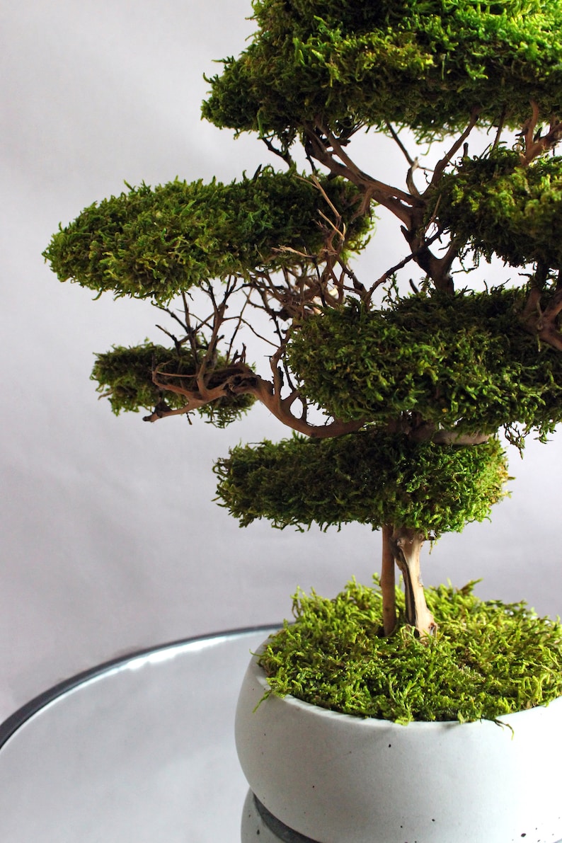 Preserved moss bonsai tree made from natural flat moss in a medium green shade, arranged on natural roots in a handmade white concrete pot filled with preserved moss.