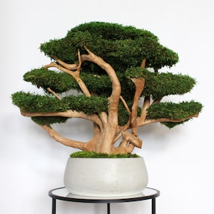Very large preserved moss bonsai tree made from natural long moss in a medium green shade, arranged on natural driftwood in a handmade gray concrete pot filled with preserved mood moss.