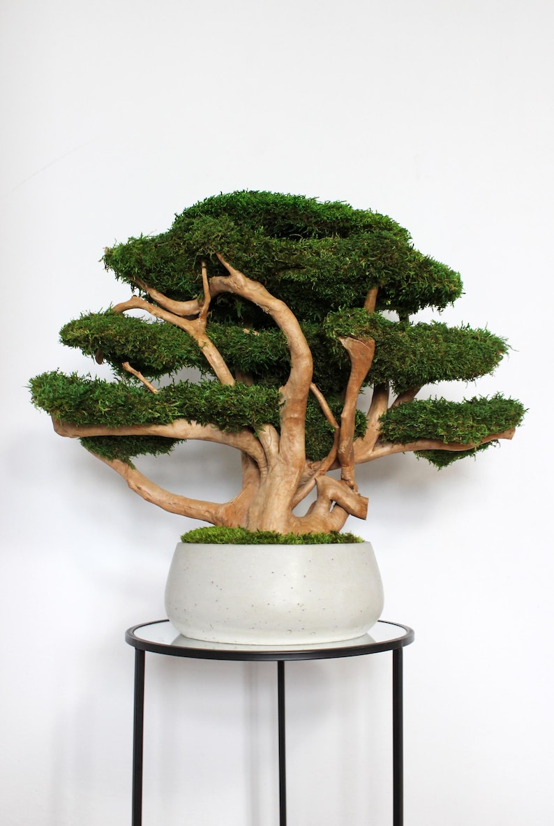 Very large preserved moss bonsai tree made from natural long moss in a medium green shade, arranged on natural driftwood in a handmade gray concrete pot filled with preserved mood moss.