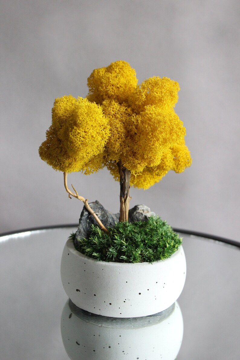 Yellow bonsai tree with stone and moss, autumn table centerpiece, fall decorations for home image 2