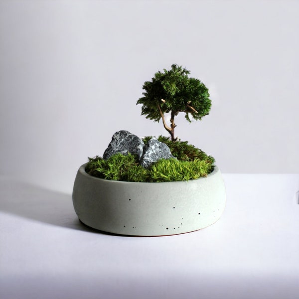 Mini zen garden with bonsai, moss bowl with tree and stones