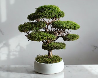 Artificial bonsai tree, stabilized moss and driftwood bonsai in handmade concrete pot, housewarming gift
