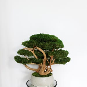 Very large preserved moss bonsai tree made from natural long moss in a medium green shade, arranged on natural driftwood in a handmade gray concrete pot filled with preserved mood moss.