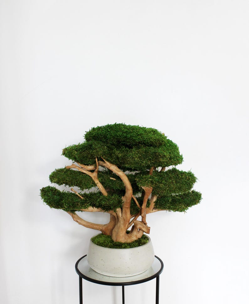 Very large preserved moss bonsai tree made from natural long moss in a medium green shade, arranged on natural driftwood in a handmade gray concrete pot filled with preserved mood moss.
