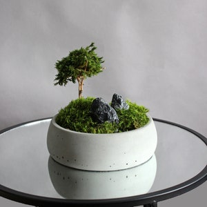 Mini bonsai zen garden in a handcrafted gray concrete bowl, showcasing a natural root bonsai tree, preserved mood moss, and decorative dark stones.