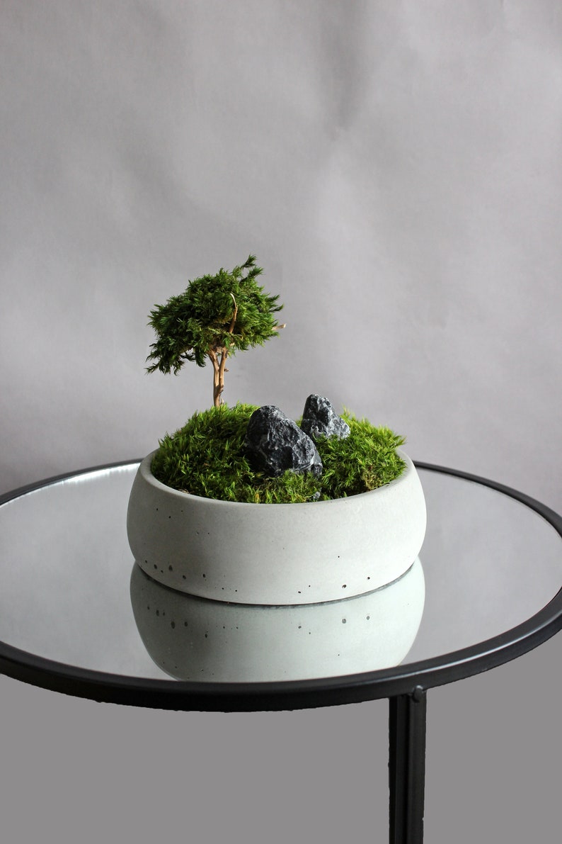Mini bonsai zen garden in a handcrafted gray concrete bowl, showcasing a natural root bonsai tree, preserved mood moss, and decorative dark stones.