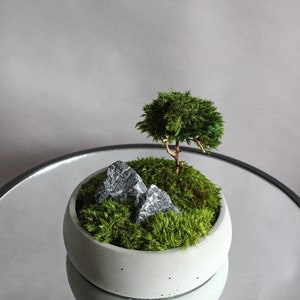 Mini bonsai zen garden in a handcrafted gray concrete bowl, showcasing a natural root bonsai tree, preserved mood moss, and decorative dark stones.