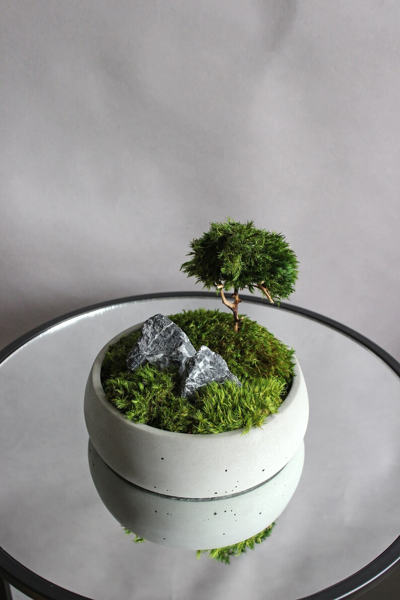 Mini bonsai zen garden in a handcrafted gray concrete bowl, showcasing a natural root bonsai tree, preserved mood moss, and decorative dark stones.
