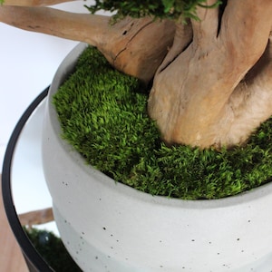 Very large preserved moss bonsai tree made from natural long moss in a medium green shade, arranged on natural driftwood in a handmade gray concrete pot filled with preserved mood moss. Close-up of a boss moss in concrete pot.
