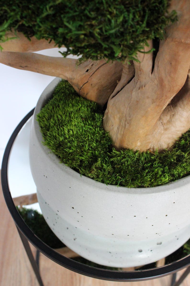 Very large preserved moss bonsai tree made from natural long moss in a medium green shade, arranged on natural driftwood in a handmade gray concrete pot filled with preserved mood moss. Close-up of a boss moss in concrete pot.