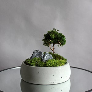 May include: A small, gray concrete planter with a miniature green moss tree and gray stones. The planter is sitting on a black mirrored table.