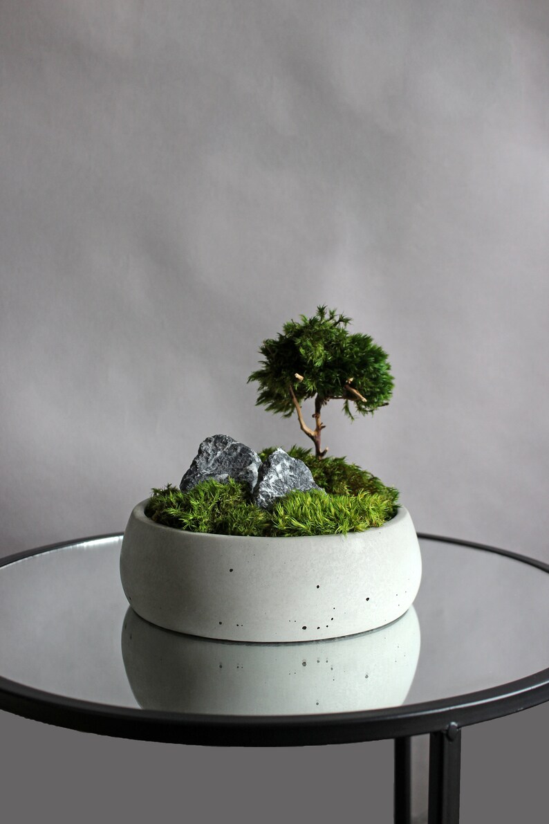 May include: A small, gray concrete planter with a miniature green moss tree and gray stones. The planter is sitting on a black mirrored table.