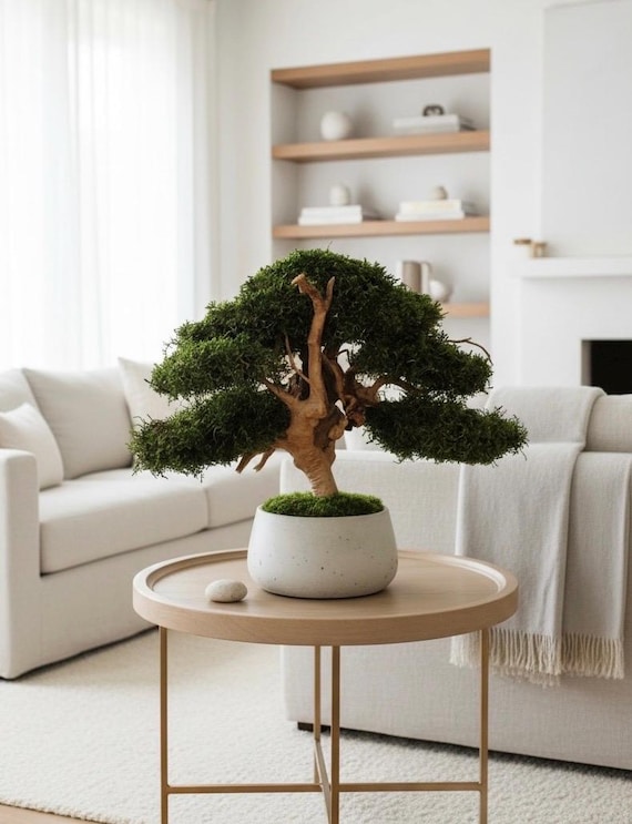 natara bonsai Pre-bonsai Juniper Procumbens 'Nana'  bombotany