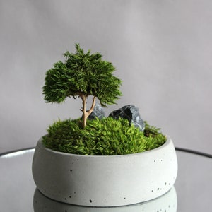 Mini bonsai zen garden in a handcrafted gray concrete bowl, showcasing a natural root bonsai tree, preserved mood moss, and decorative dark stones.