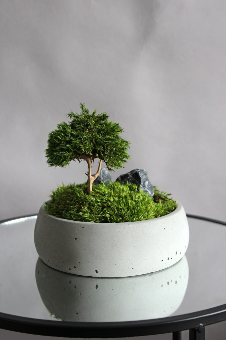 Mini bonsai zen garden in a handcrafted gray concrete bowl, showcasing a natural root bonsai tree, preserved mood moss, and decorative dark stones.