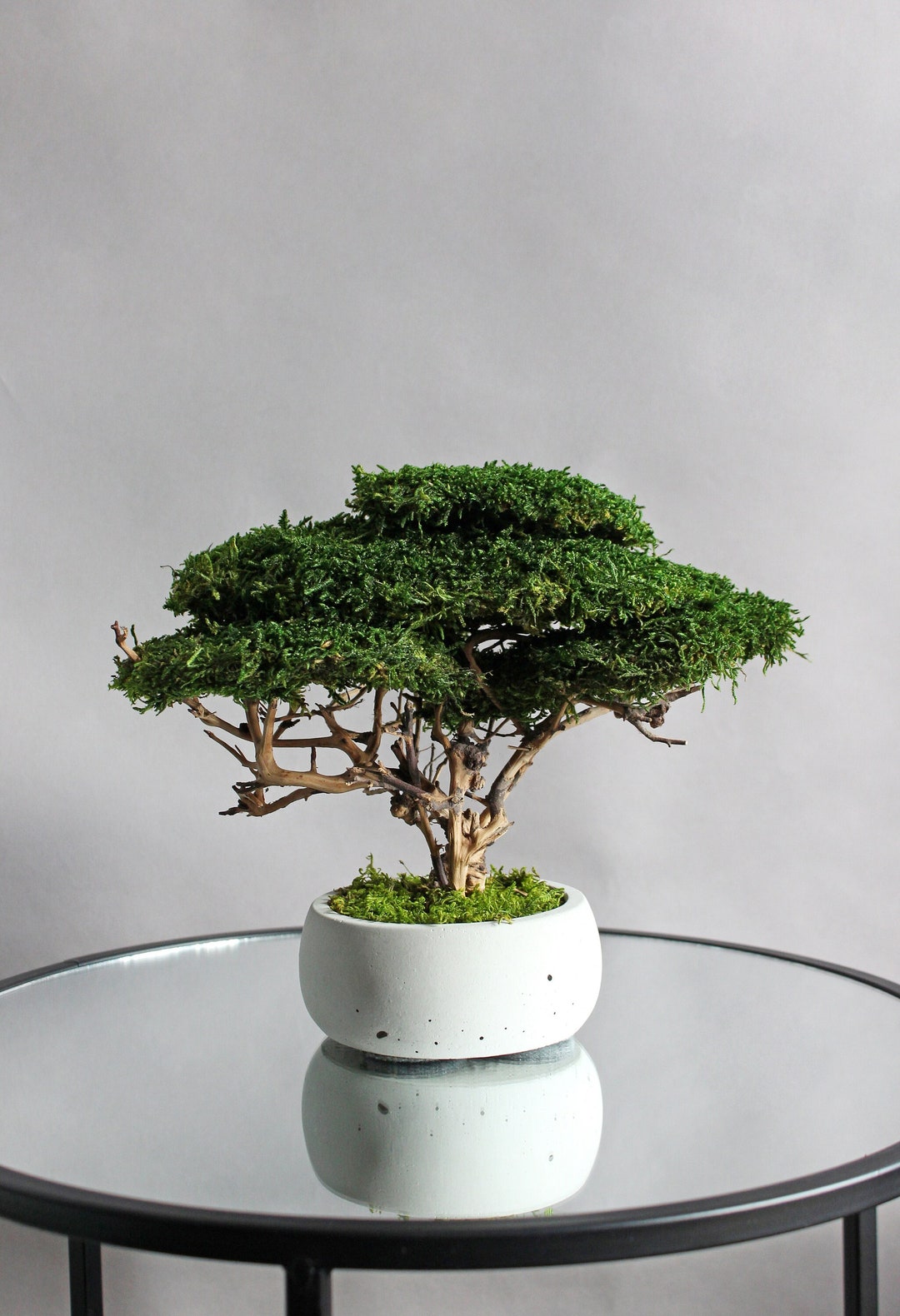 Natural Bonsai With Moss and Driftwood Indoor Plant Low Light Etsy