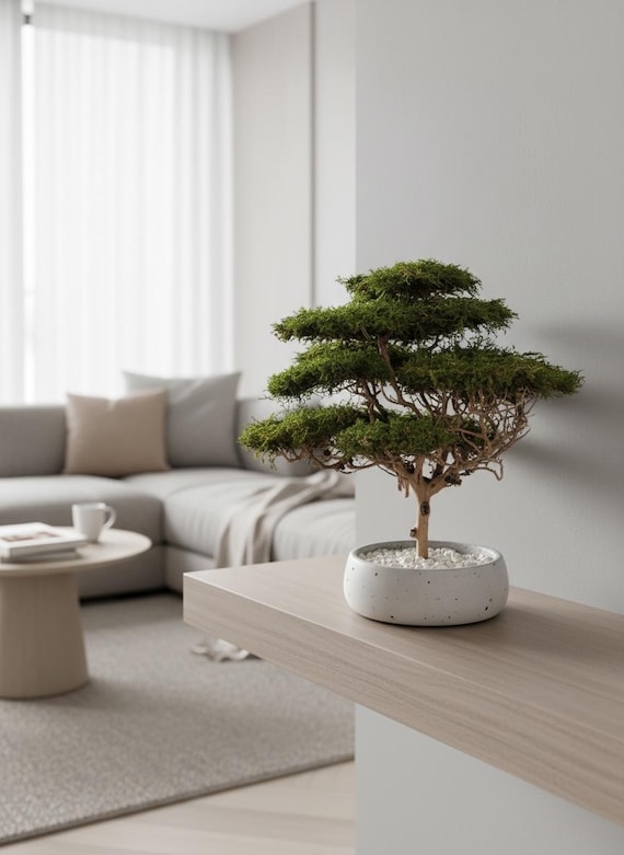 Knstlicher Bonsai Baum mit natrlichem Moos und Stamm, Indoor Treibholz  Bonsai Pflanze, Savanne Akazien Baum - Etsy sterreich