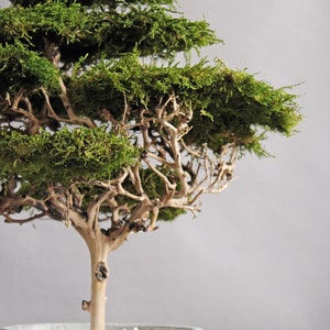 Handmade preserved moss bonsai tree with a natural green flat moss canopy, decorative exposed branches, and a round grey planter measuring 15 cm in diameter.