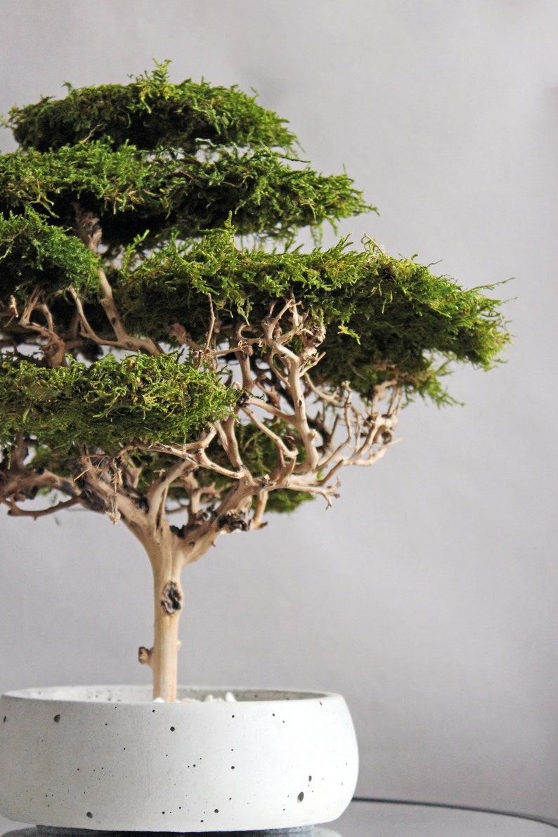 Handmade preserved moss bonsai tree with a natural green flat moss canopy, decorative exposed branches, and a round grey planter measuring 15 cm in diameter.
