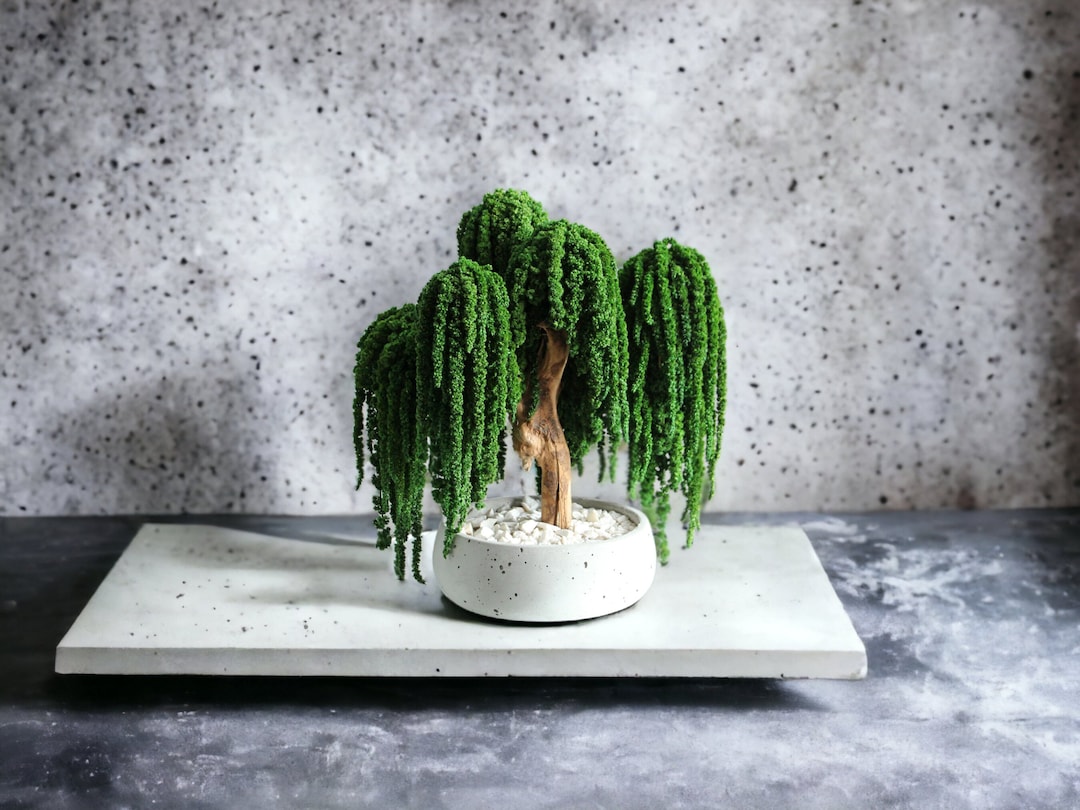 Weeping Willow Bonsai Tree, Indoor Bonsai Tree, Maintenancefree Gift