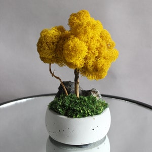 Yellow bonsai tree with stone and moss, autumn table centerpiece, fall decorations for home image 5