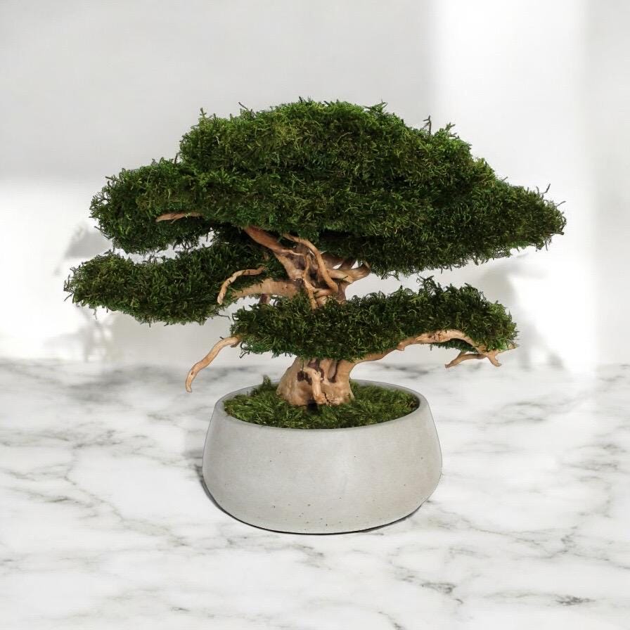 Preserved Moss Bonsai Tree: Handmade Concrete Planter, Maintenance-Free Decor