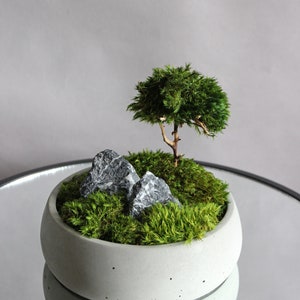 Handmade mini zen garden featuring a gray concrete pot with a mini bonsai tree crafted from natural roots and preserved mood moss, accented with two dark decorative stones.
