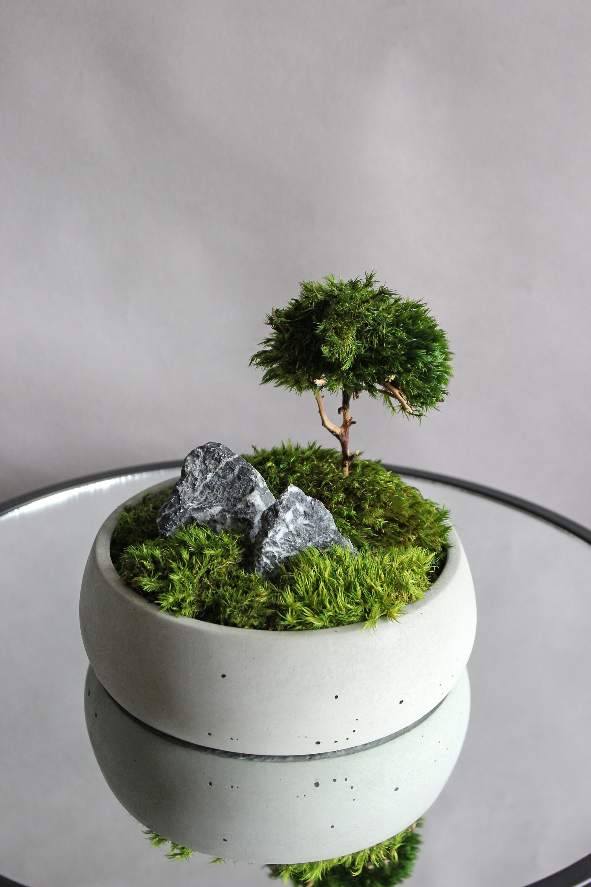 welches moos fr bonsai Nest Moos/Bonsai 40 cm fr Frhling