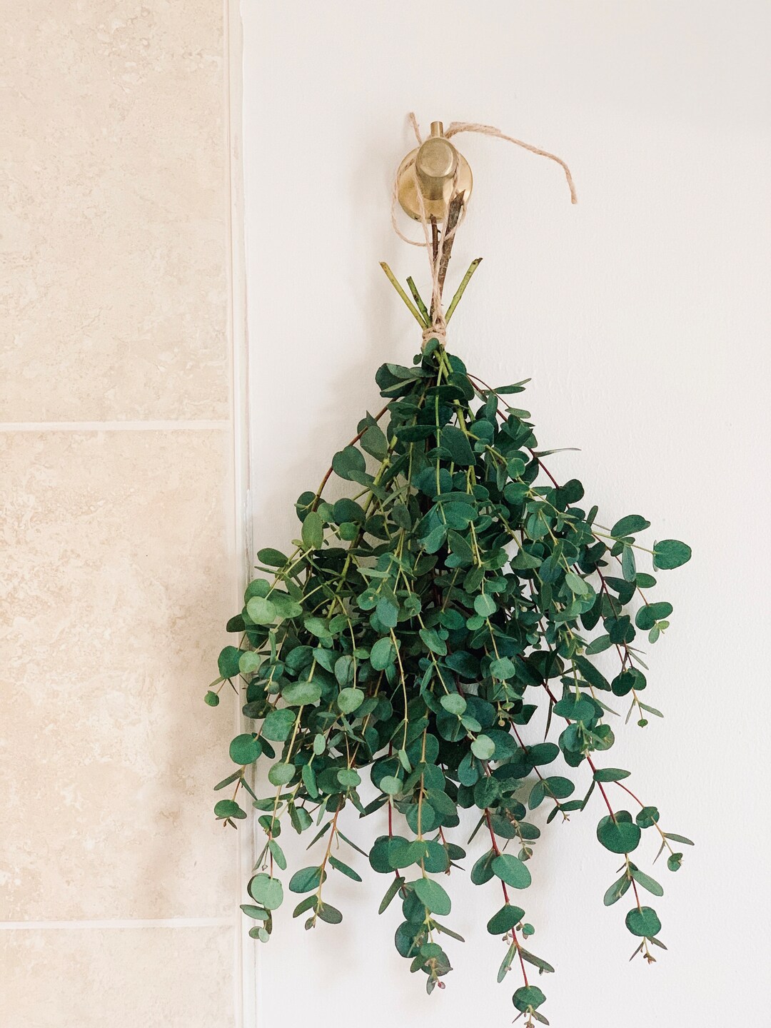 Eucalyptus Shower Bundle | Fresh Eucalyptus Bundle | Botanical Fresh ...