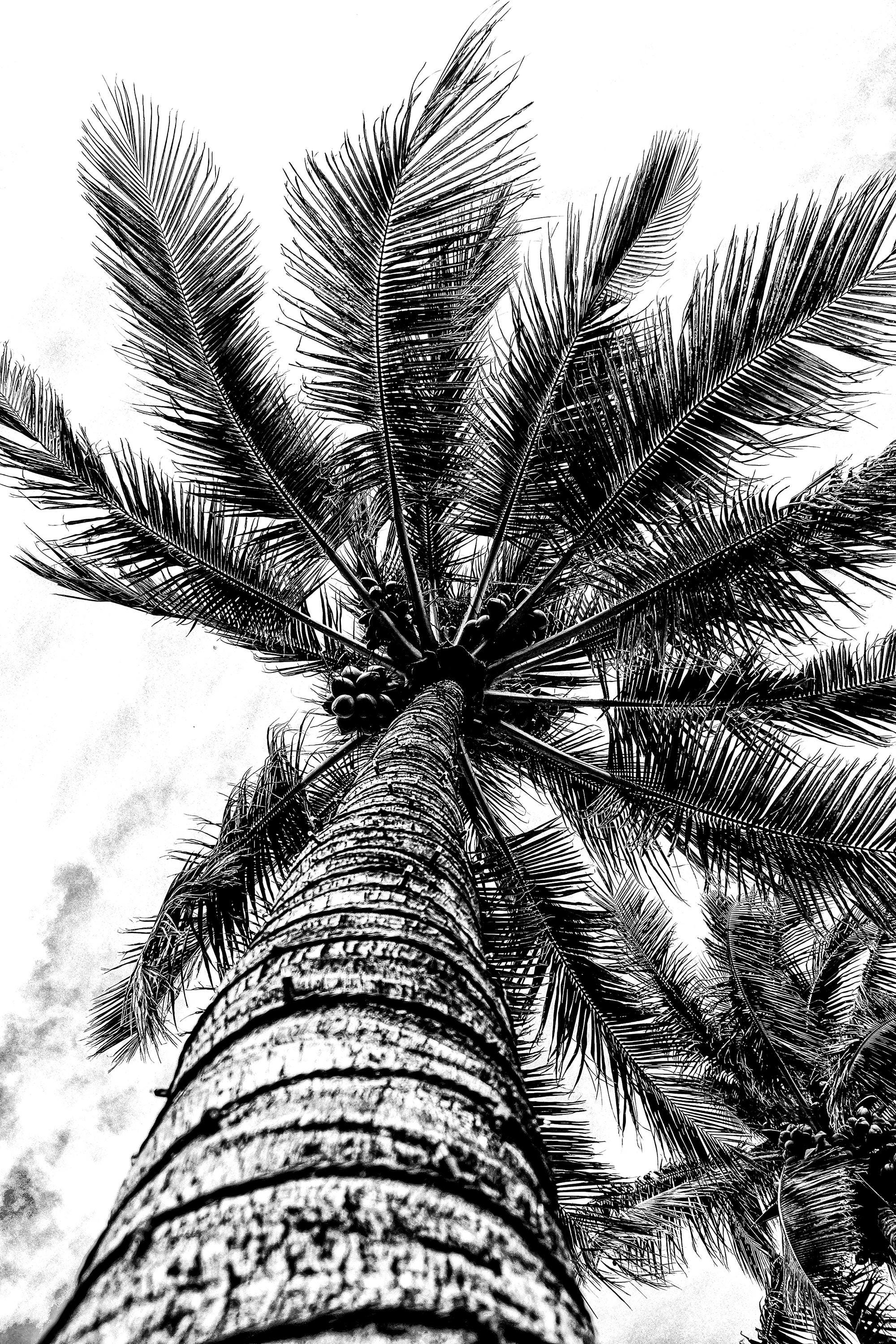 Palm Trees Black and White Landscape Photography of Nature - Etsy