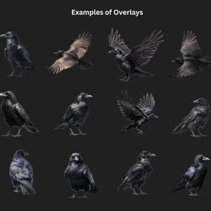 Gotiska kråka och korp clipart-överlägg: Witchcore PNG-filer (digital nedladdning bild 5