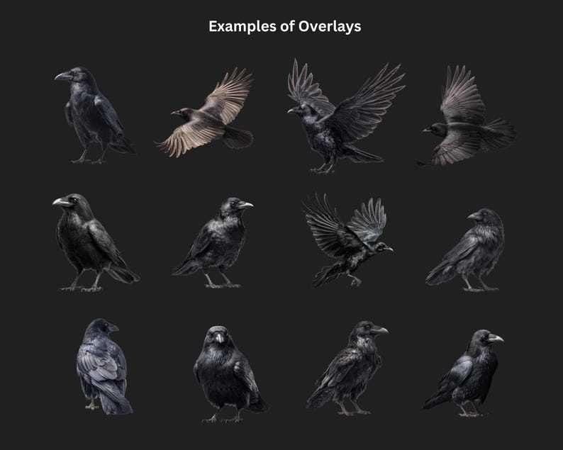 Gotiska kråka och korp clipart-överlägg: Witchcore PNG-filer (digital nedladdning bild 5