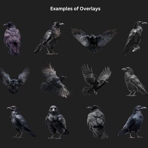 Gotiska kråka och korp clipart-överlägg: Witchcore PNG-filer (digital nedladdning bild 4