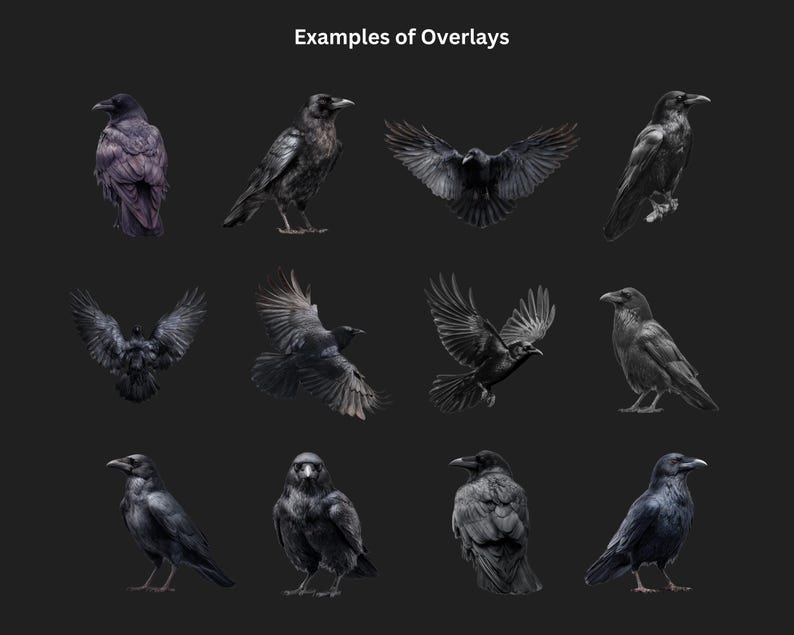 Gotiska kråka och korp clipart-överlägg: Witchcore PNG-filer (digital nedladdning bild 4