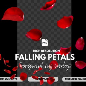 Falling Rose Petal Photo Overlays: Transparent PNG Clipart (Digital Download)