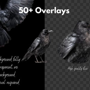 Gotiska kråka och korp clipart-överlägg: Witchcore PNG-filer (digital nedladdning bild 6
