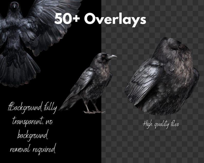 Gotiska kråka och korp clipart-överlägg: Witchcore PNG-filer (digital nedladdning bild 6
