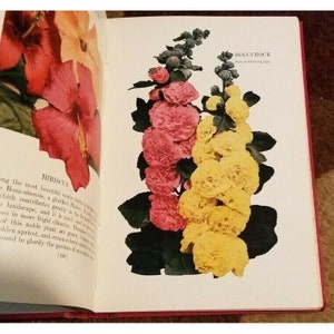 May include: A page from a book showing a close-up of a pink hibiscus flower and a cluster of yellow and pink hollyhock flowers. The text on the page reads "Hibiscus" and "Hollyhock".