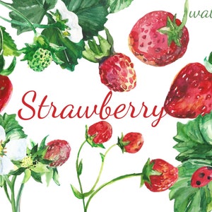 Digital Watercolor Strawberry Clipart, printable scrapbooking, food, berries collage, Instant Download, clip 50